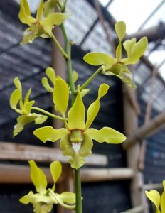 Dendrobium Tarian Mentari