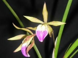 Encyvola S. y N. Pequeña Sorpresa Rubí