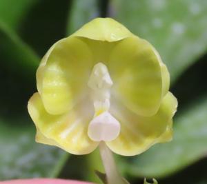 Phalaenopsis LD Java Canary