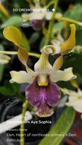 Dendrobium Aya Sophia