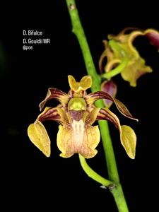 <i>Dendrobium</i> Kalimosodo