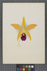 Cattleya Warnhamiensis