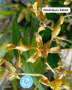 Dendrobium Kakela