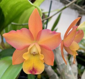 Cattlianthe Orchidglade