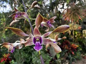 <i>Dendrobium</i> Magenta's Blue Helix