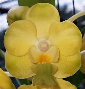 Vanda Malini