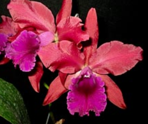 Rhyncattleanthe Nobile's Scorpion