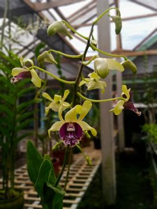 Dendrobium Edfrans Charming