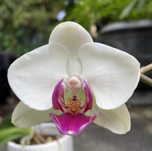 <i>Phalaenopsis</i> Lianher Squid