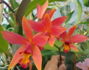 <i>Laeliocatanthe</i> Eduardo Finkelstein