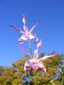 Dendrobium Olivier's Twist
