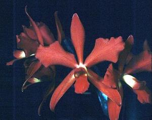 Cattleya Yae Yamamoto