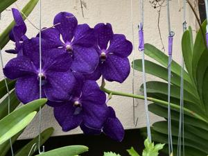 Vanda Pachara Delight