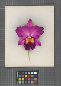 Cattleya Nanette (1930)