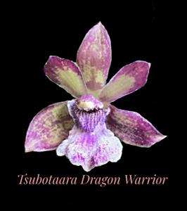 <i>Tsubotaara</i> Dragon Warrior