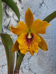 <i>Enanthleya</i> Jackie Bright