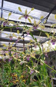 Dendrobium Rusa Perkasa