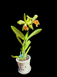 Cattleya Fulvescens