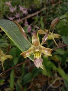 <i>Dendrobium</i> Farida Legita Sari