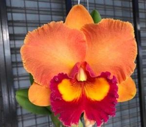 Rhyncholaeliocattleya Nakornchaisri Orange