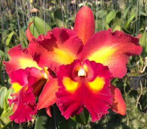 <i>Rhyncholaeliocattleya</i> Siam Firework