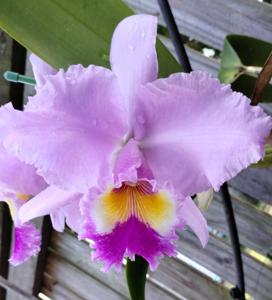 <i>Rhyncholaeliocattleya</i> Donna Bells