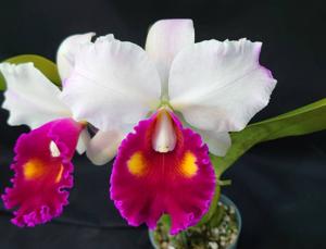 <i>Rhyncholaeliocattleya</i> Success Beauty