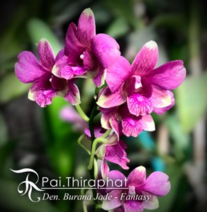 Dendrobium Burana Jade