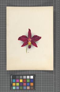 Cattleya Warnhamiensis