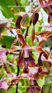 <i>Dendrobium</i> Ann Fei Ling
