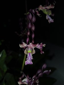 <i>Dendrobium</i> Putri Junjung Buih