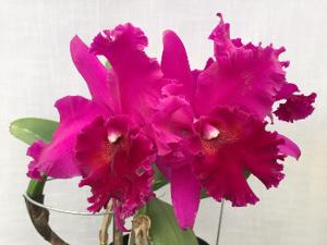 Rhyncholaeliocattleya Adam Hausermann