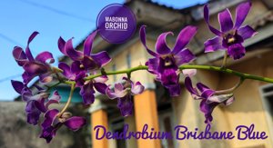 Dendrobium Brisbane Blue