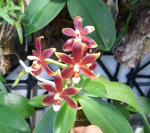 Phalaenopsis Meen Estrella