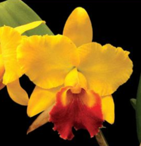 Rhyncholaeliocattleya Nobile's Golden Horizon