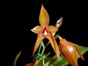 <i>Bulbophyllum</i> Bob Travers