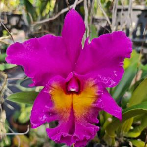Rhyncholaeliocattleya Bryce Canyon
