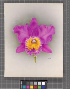 Rhyncholaeliocattleya Roger Sander