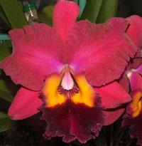Rhyncholaeliocattleya Mount Isa