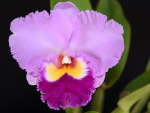 <i>Rhyncholaeliocattleya</i> Burdekin News