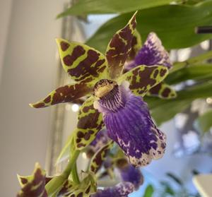 Zygopetalum Jumpin Jack