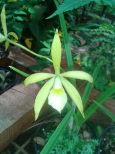<i>Brassocattleya</i> S. y N. Papa Francisco