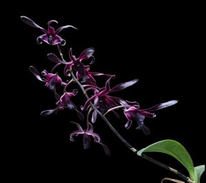 Dendrobium Black Poison