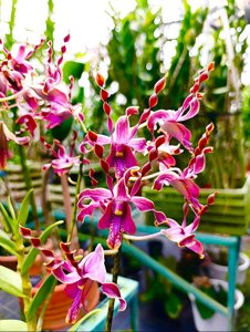 Dendrobium Wendy Lim Shuang Shuang