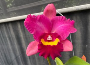 Rhyncholaeliocattleya Ching Ming Good Life