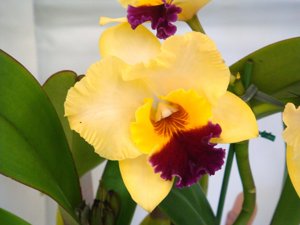 <i>Cattleya</i> Endless Love