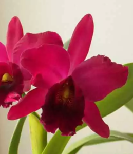 Rhyncattleanthe Nobile's Scorpion