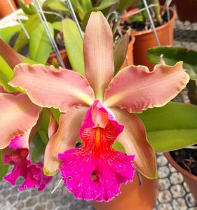 <i>Cattleya</i> F. W. Wigan