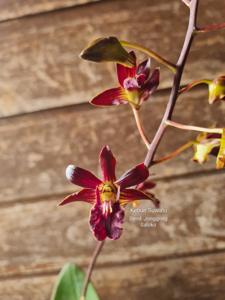 Dendrobium Jonggring Saloko