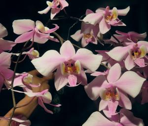 Phalaenopsis Philishill